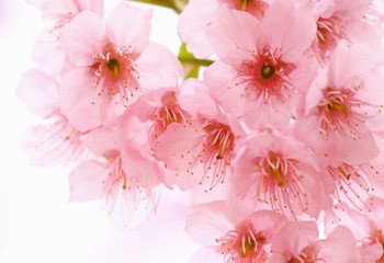 斗罗大陆在线观看樱花